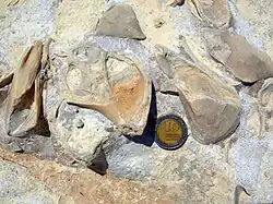 Fossil gastropod and bivalves from Israel