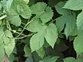 葉
